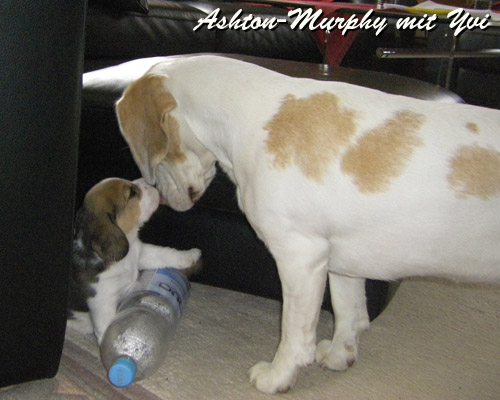 Dreifarbiger Beaglewelpe mit zweifarbiger Hündin